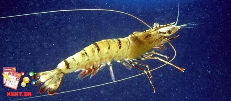 Số 31 trong lô đề có ý nghĩa gì? 