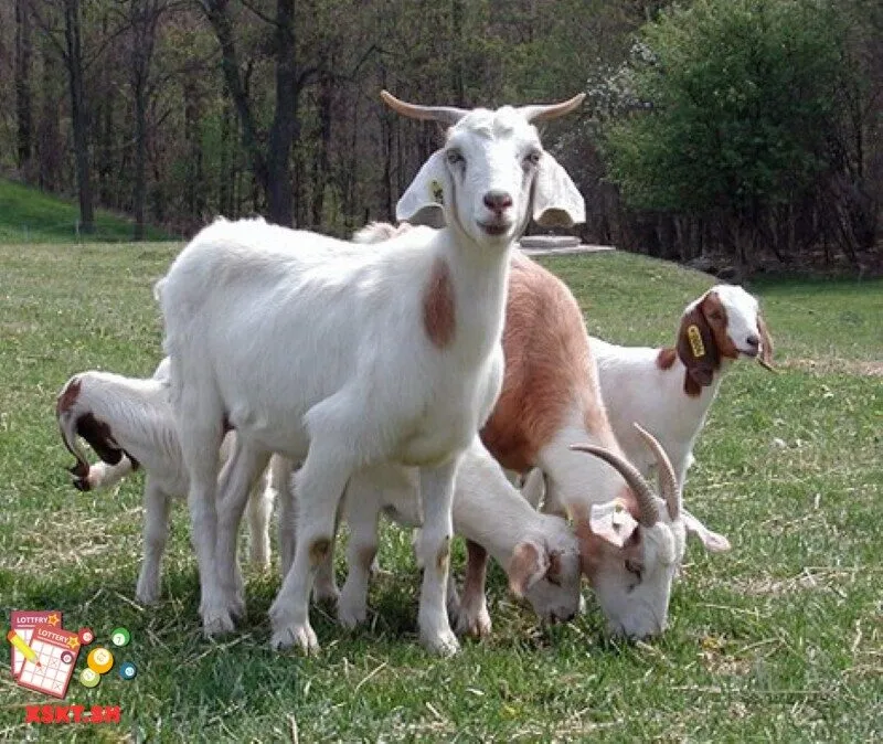 Số 35 trong lô đề có ý nghĩa gì?