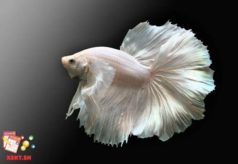 Số 41 trong lô đề có ý nghĩa gì?