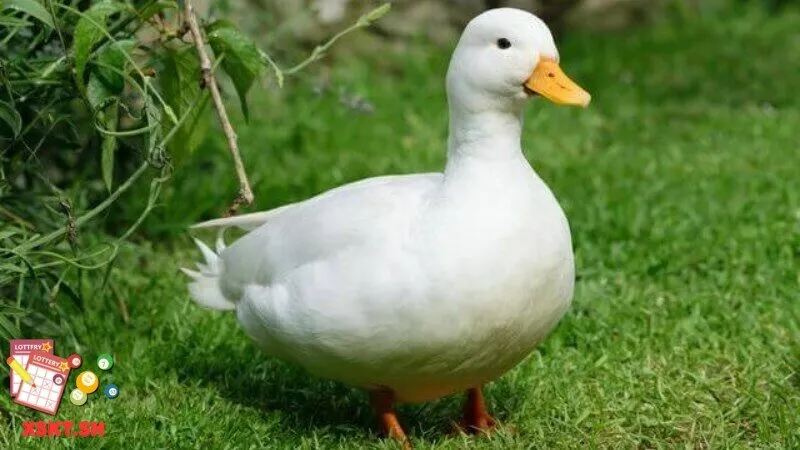 Số 43 trong lô đề có ý nghĩa gì?