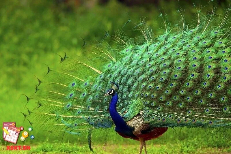 Số 44 trong lô đề có ý nghĩa gì?