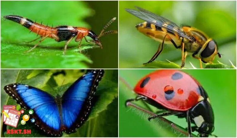 Số 45 trong lô đề có ý nghĩa gì?