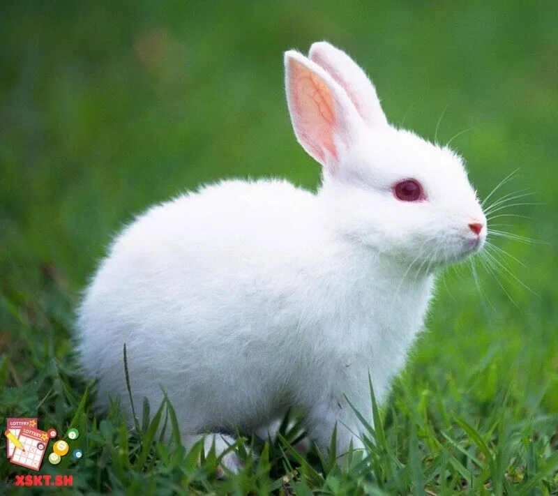 Số 48 trong lô đề có ý nghĩa gì? 