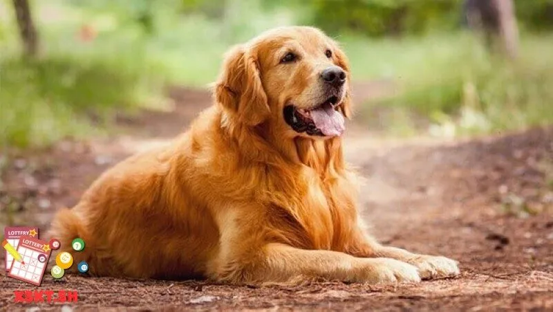 Số 51 trong lô đề có ý nghĩa gì?