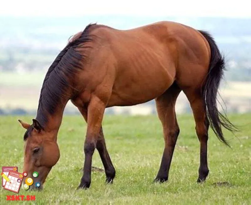 Số 52 trong lô đề có ý nghĩa gì?