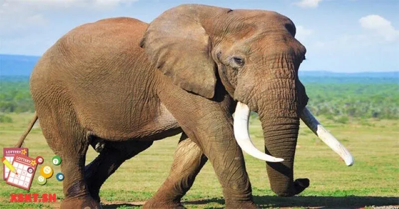 Số 53 trong lô đề có ý nghĩa gì?