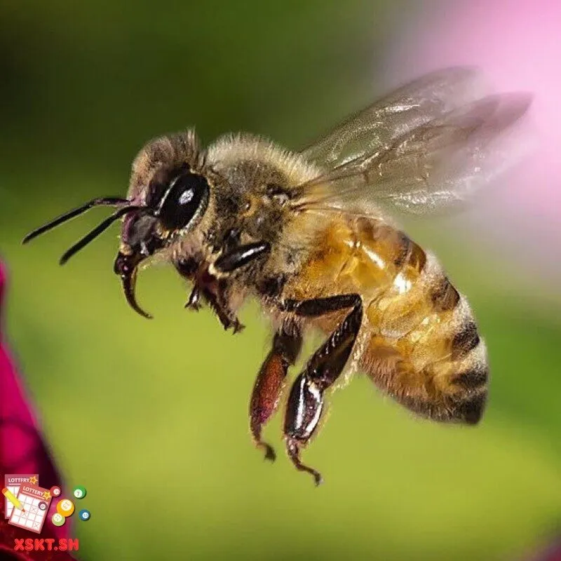 Số 56 trong lô đề có ý nghĩa gì?