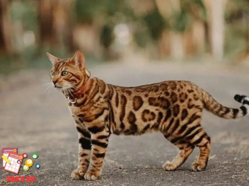 Số 58 trong lô đề biểu thị điều gì? 